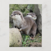 OTTERS BRIEFKAART (Voorkant)