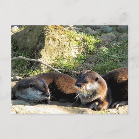 OTTERS BRIEFKAART (Voorkant)