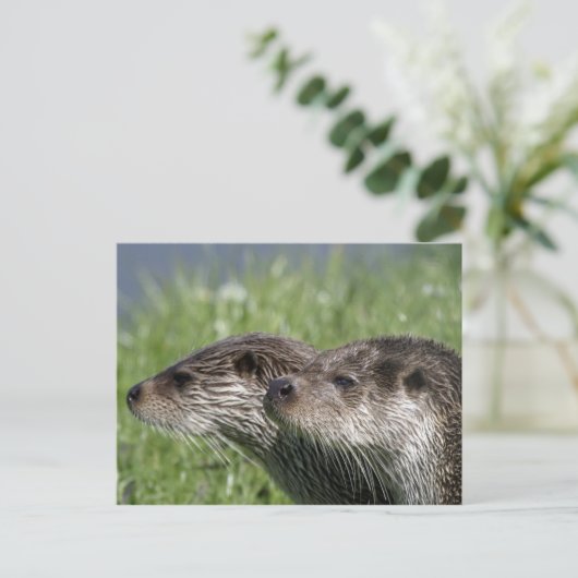 Otters Briefkaart (Staand voorkant)