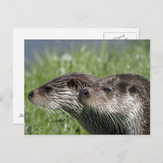 Otters Briefkaart (Voorkant / Achterkant)