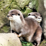 OTTERS CADEAUDOOSJE<br><div class="desc">Een waterverf ontwerp van een paar zeer schattige kleine otters.</div>