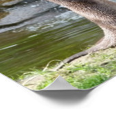 Otters door een waterval poster (Hoek)