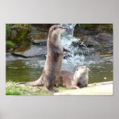 Otters door een waterval poster (Voorkant)