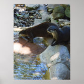 otters Drink, Poster (Voorkant)