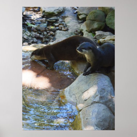 otters Drink, Poster (Voorkant)