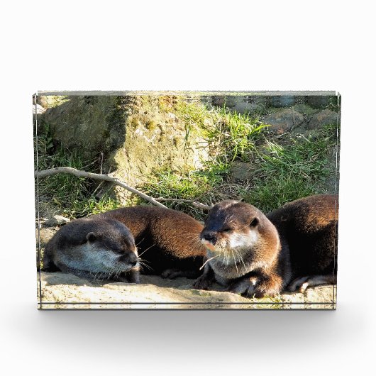 OTTERS FOTOBLOKKEN (Voorkant)