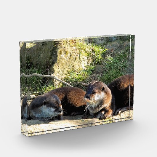 OTTERS FOTOBLOKKEN (Links)