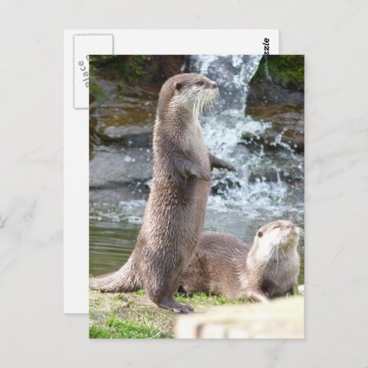 Otters genieten van de zon briefkaart (Voorkant / Achterkant)