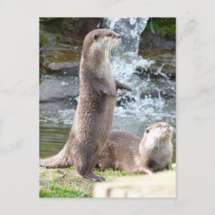 Otters genieten van de zon briefkaart