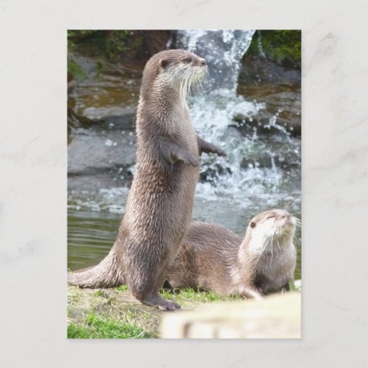 Otters genieten van de zon briefkaart (Voorkant)