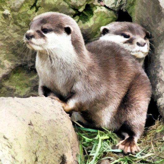 OTTERS KAART