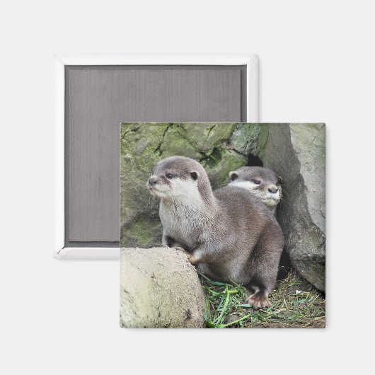 OTTERS MAGNEET (Voorkant / Achterkant)