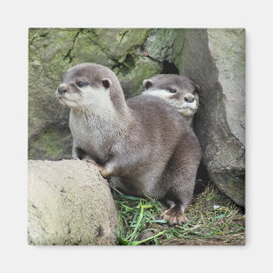 OTTERS MAGNEET