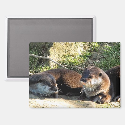 OTTERS MAGNEET (Voorkant / Achterkant)