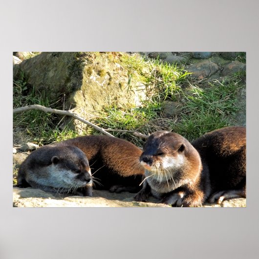 OTTERS POSTER (Voorkant)