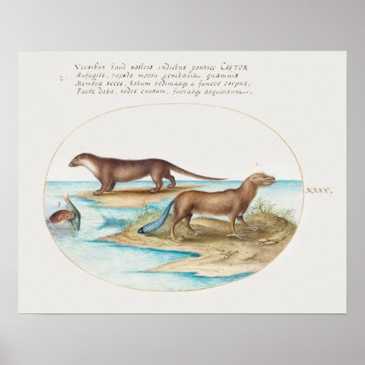  otters poster (Voorkant)