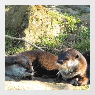 OTTERS RAAMSTICKER