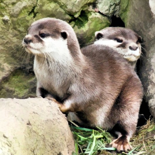 OTTERS SERVETTEN