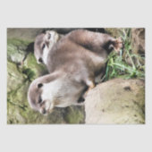 OTTERS TISSUEPAPIER (Voorkant)