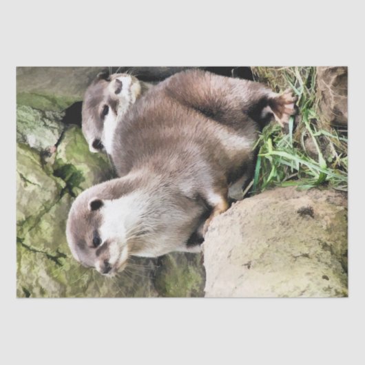 OTTERS TISSUEPAPIER (Voorkant)