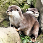OTTERS VIERKANTE STICKER