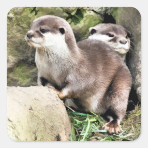 OTTERS VIERKANTE STICKER