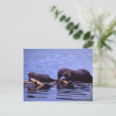 Otters Wildlife Series # 15 Briefkaart (Staand voorkant)
