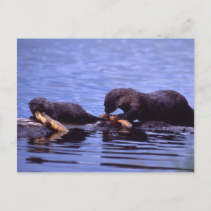 Otters Wildlife Series # 15 Briefkaart