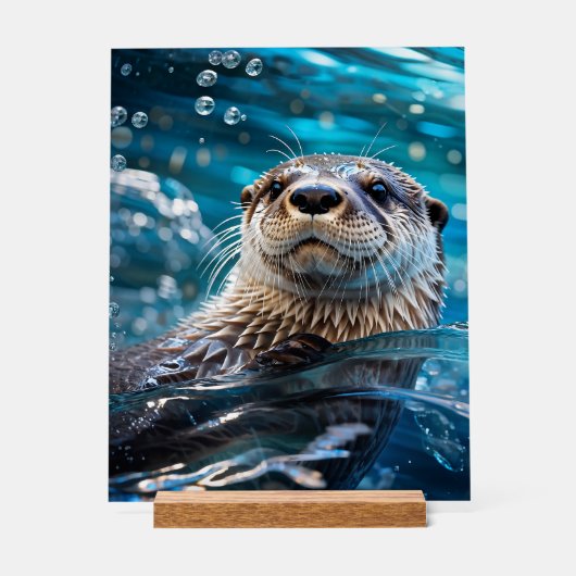 otterzwemmen acryl bord (Voorkant)
