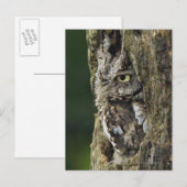 Otus asio briefkaart (Voorkant / Achterkant)