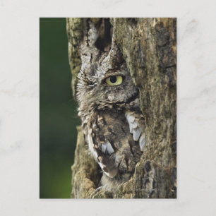 Otus asio briefkaart