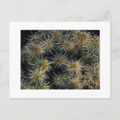 "Ouch Cluster" Briefkaart (Voorkant)