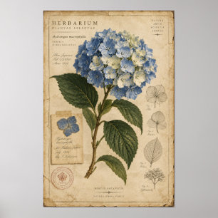 Oud Blauwe Hortensia Herbarium Muurkunst Poster