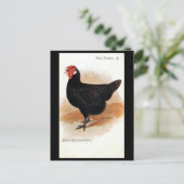 Oud Briefkaart - Black Minorca Hen (Staand voorkant)
