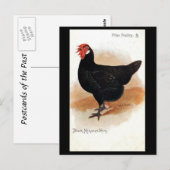 Oud Briefkaart - Black Minorca Hen (Voorkant / Achterkant)