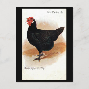 Oud Briefkaart - Black Minorca Hen