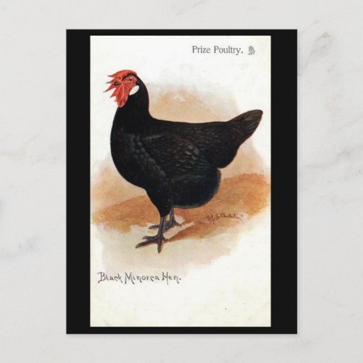 Oud Briefkaart - Black Minorca Hen (Voorkant)