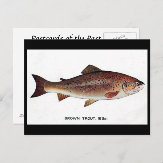 Oud Briefkaart - bruine forel (Voorkant / Achterkant)