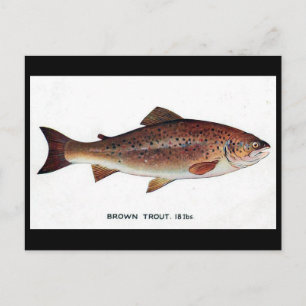 Oud Briefkaart - bruine forel