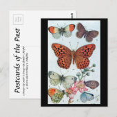 Oud Briefkaart - Butterflies (Voorkant / Achterkant)