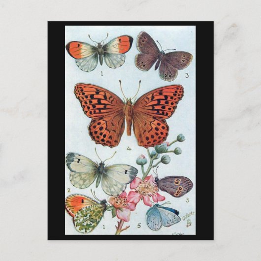 Oud Briefkaart - Butterflies (Voorkant)