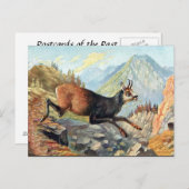 Oud Briefkaart - Chamois Goat (Voorkant / Achterkant)