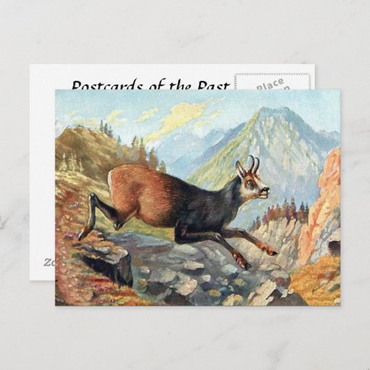 Oud Briefkaart - Chamois Goat (Voorkant / Achterkant)