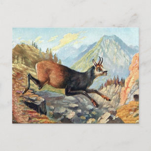 Oud Briefkaart - Chamois Goat