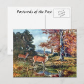 Oud Briefkaart - Deer (Voorkant / Achterkant)