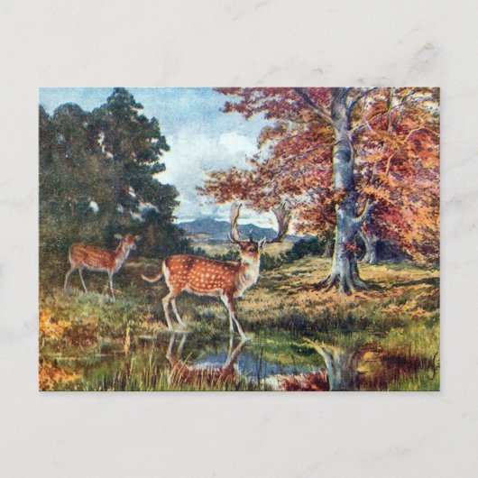 Oud Briefkaart - Deer (Voorkant)