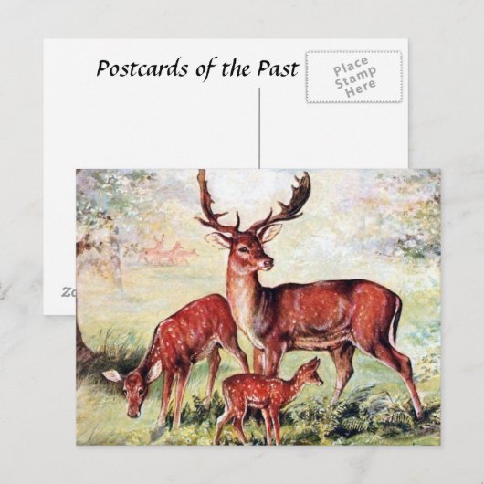 Oud Briefkaart - Deer (Voorkant / Achterkant)