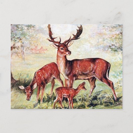 Oud Briefkaart - Deer (Voorkant)