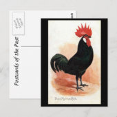 Oud Briefkaart - een zwarte minorcakluik (Voorkant / Achterkant)