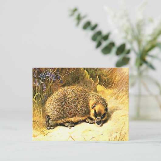 Oud Briefkaart - Egel (Staand voorkant)